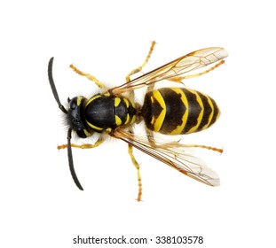 Wasp Isolated On White Background