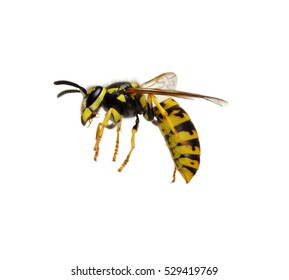 Wasp Isolated On White Background