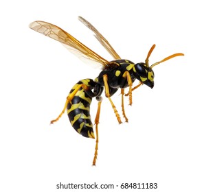 Wasp Isolated On White Background