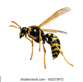 Wasp Isolated On White Background