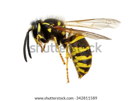 wasp isolated on white background