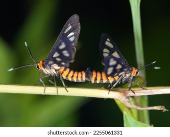 Wasp moths are mating, the colors are yellow, black, white, often found in thickets - Shutterstock ID 2255061331