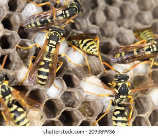 Wasp Nest