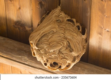 Wasp Nest