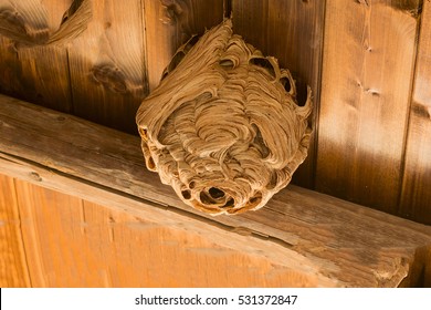 Wasp Nest