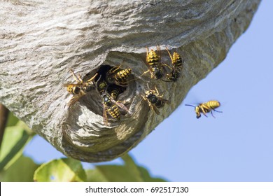 Wasp Nest