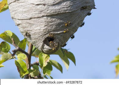 Wasp Nest