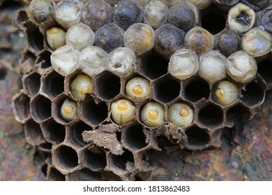 Wasp Nest With Baby Hornet