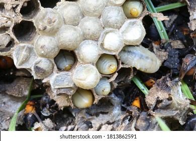 Wasp Nest With Baby Hornet