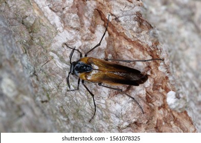 Ripiphoridae Images Stock Photos Vectors Shutterstock