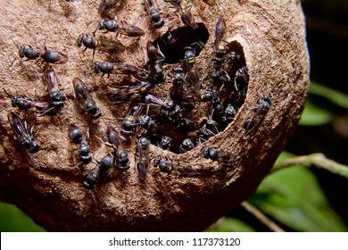Wasp nest colony