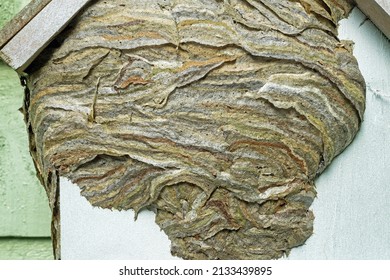 A Wasp Nest Extending Outside A Pre Built Box For Critters Located On A Garden Shed, Gloucestershire, UK