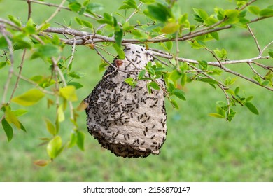 Wasp Nest Fixed In The Branch Of A Tree In The Brazilian Rainforest And Cerrado Biome