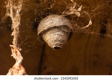 A Wasp Nest Hanging From The Ceiling.