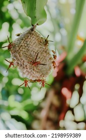 Wasp Nest Hanging On A Leaf