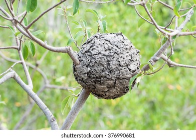 Wasp Nest Hanging In A Tree