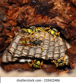 Wasp nest inside dry tree trunk
