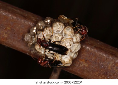 Wasp Nest. Isolated Closeup. Red Hornets.