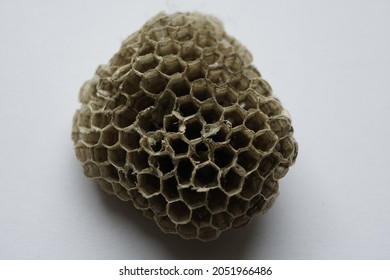 Wasp Nest Isolated On The White Background