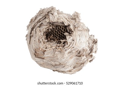 Wasp Nest Isolated On White Background