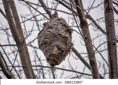 wasp nest made by wasps hanging from a tree in the garden, close-up of a hive of wild wasp insects