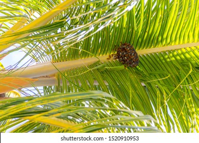 Wasp nest on coconut tree leave in Mauritius