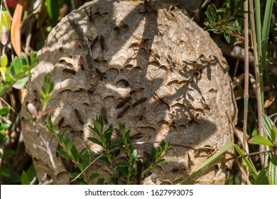 Wasp Nest On The Ground