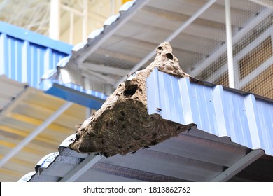 wasp nest on the roof