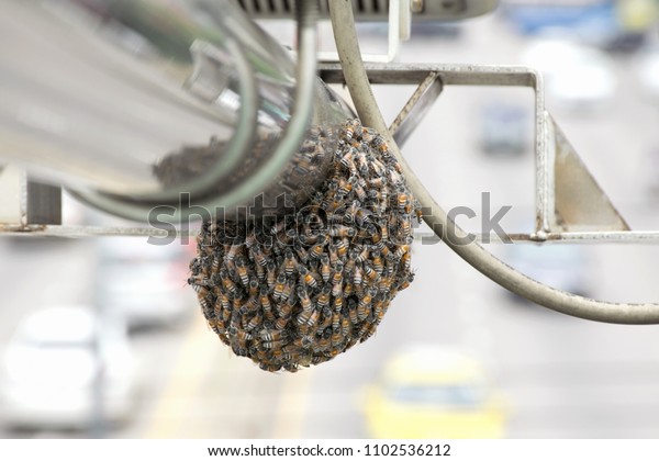 Wasp nest on speed\
camera car in Thailand.