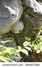 Wasp Nest On Stones In Westchester County, NY