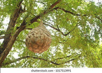 Wasp Nest On The Tree.