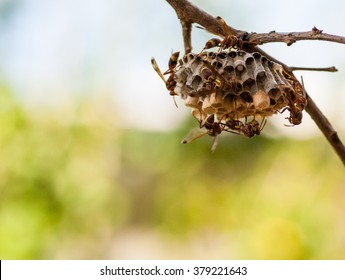 Wasp Nest On Tree