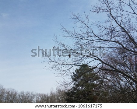 wasp nest tree branches stock photo edit now 1061617175 shutterstock wasp nest in trees