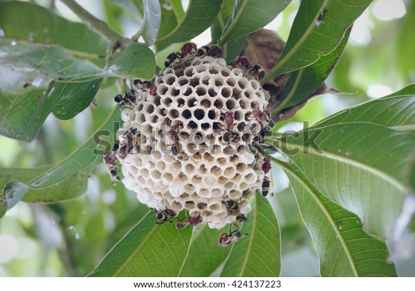 Wasp Nest Tree Family Nest Wasps Stock Photo Edit Now