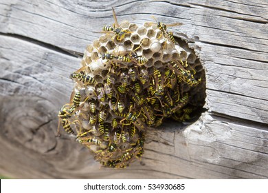 Wasp Nest High Res Stock Images Shutterstock