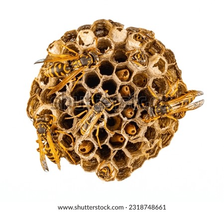 Wasp nest with wasps. Nest of a family of wasps