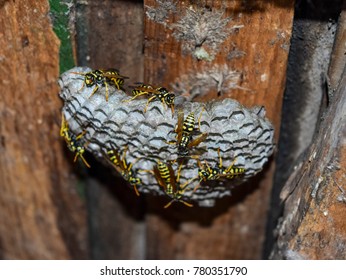 wasp nest images stock