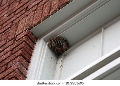 Wasp nest in window