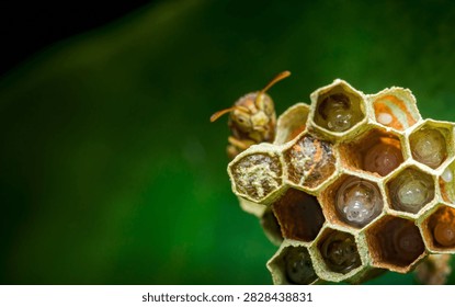 Wasp observing developing larvae and pupae within the intricate cells of its paper nest, showcasing insect life cycle. Real photography from thailand, no generative ai