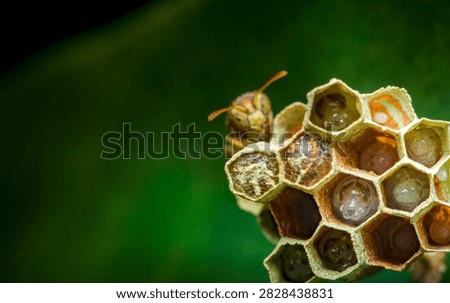 Wasp observing developing larvae and pupae within the intricate cells of its paper nest, showcasing insect life cycle. Real photography from thailand, no generative ai