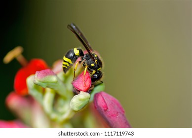 Wasp On Flower