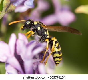 Wasp On A Flower Lilac. Close