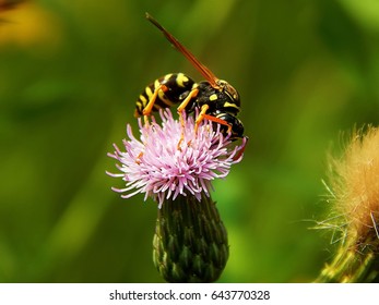 Wasp On Flower Meadow Thistles