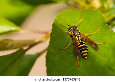 蜂图片、库存照片和矢量图 Shutterstock