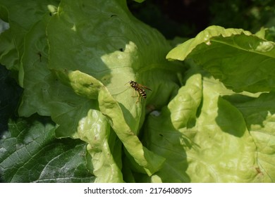 Wasp On A Lettuce Looking For Bugs