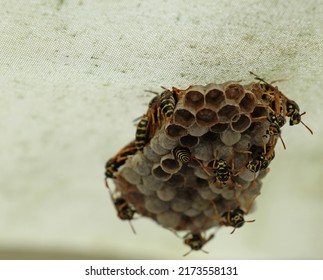 Wasp On A Wasp Nest