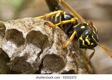 Wasp On Nest