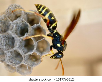 Wasp On Its Nest In A Suburban Sydney House 