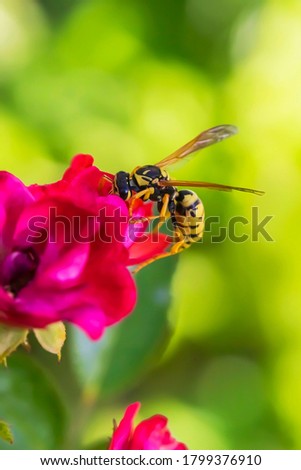 Wasp on a red flower. Macro photo. Texture of red petals. Wasp close-up. Drawing on the body of a wasp. The wasp pollinates the flower. Small red rose. Green background. Bokeh