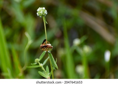 Wasp On Swamp Plants In Southeast Florida